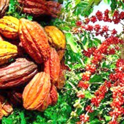 Exportation des produits agricoles