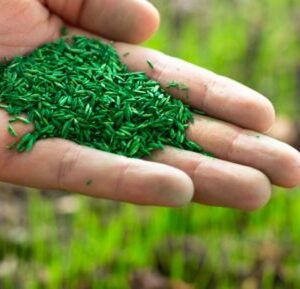 Jardinage : du gazon comme engrais naturel