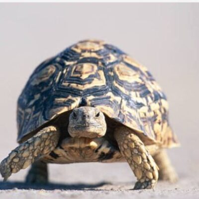 Conte au Clair de Lune: La panth?re et la Tortue