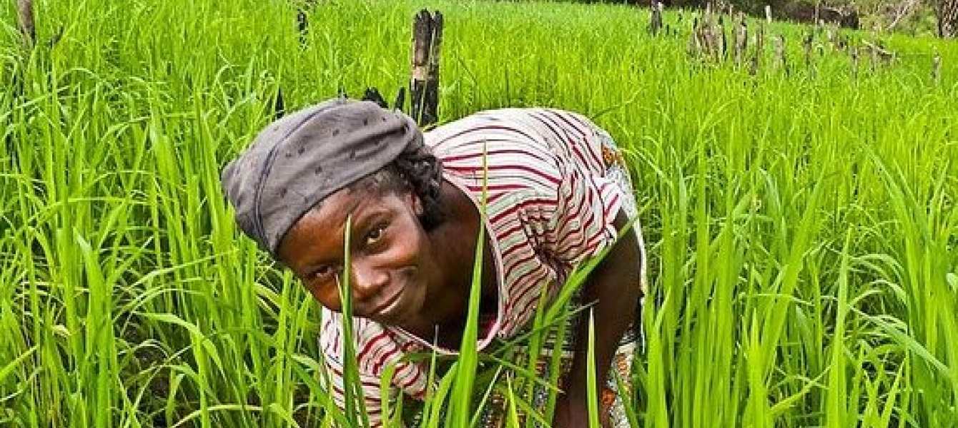 Industrialisation agricole en Afrique centrale: la qualit? comme cl? de voute